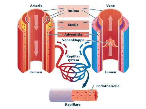 Schema, das die Blutgefäße in einer monochorialen Plazenta mit Verbindungen zwischen den Föten darstellt, mit Pfeilen, die den Blutfluss vom Donor zum Rezipienten zeigen.