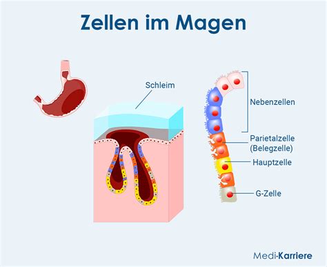 Schema der Wirkungsweise von Magaldrat zur Neutralisierung von Magensäure