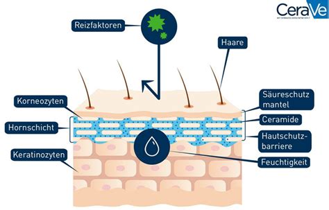 Illustration, die die Funktion einer Hautschutzbarriere zeigt und wie sie durch Cremes gestärkt werden kann.