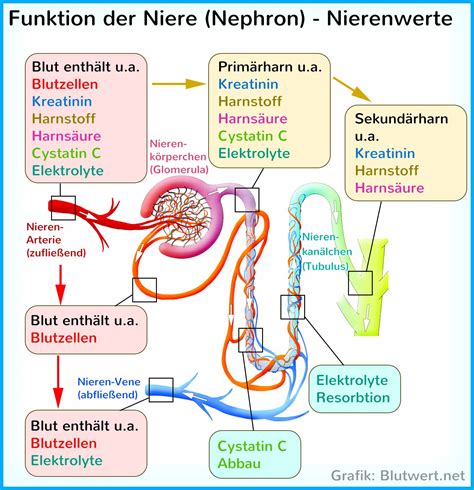 Schema der Nierenfunktion und des Hormonkreislaufs bei Diabetes Insipidus