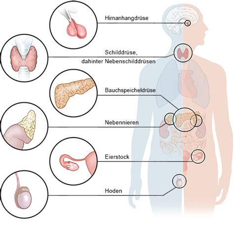 Schema der endokrinen Drüsen und ihrer Funktionen