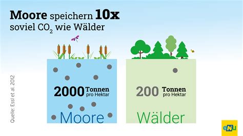 Foto einer intakten Moorlandschaft mit Hinweisen auf ihre ökologische Bedeutung als CO2-Speicher