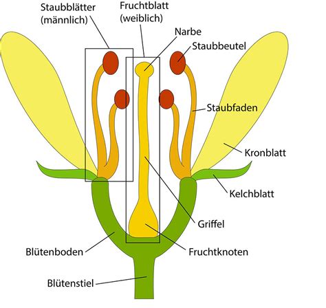 Schema einer männlichen Kieferblüte mit Staubbeuteln