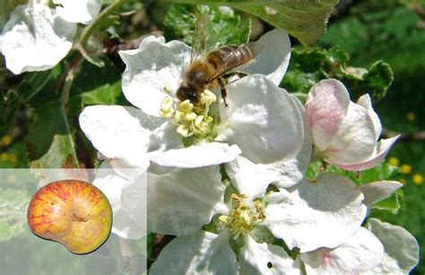 Bienen auf einer Apfelblüte bei der Bestäubung