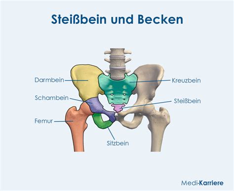 Schema, das die Längs-, Steiß- und Querlage eines Babys in der Gebärmutter zeigt.