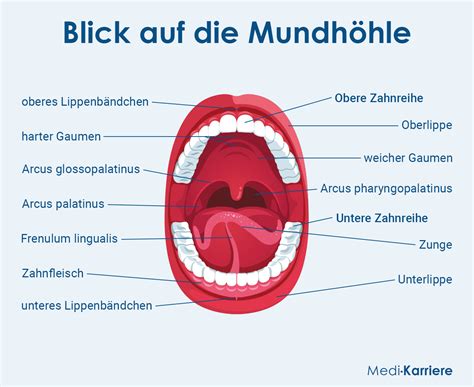 Illustration, die die anatomischen Bezüge von Mundraum, Kiefer, Zunge und Lippen eines Babys zeigt.