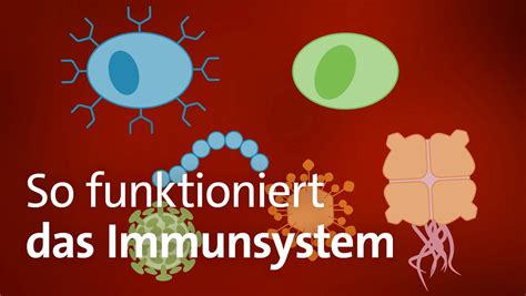 Grafik, die die Empfindlichkeit des Immunsystems von Neugeborenen zeigt