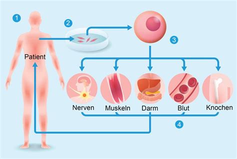 Immunfluoreszenz-Aufnahmen: Stammzellen breiten sich um Spinnenseide-Fäden aus