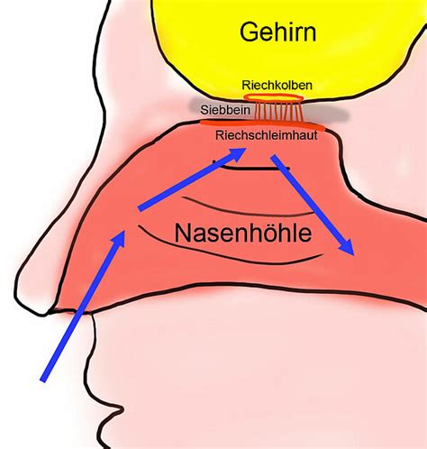 Schema der Nasenhöhle eines Babys mit Hervorhebung der engen Gänge