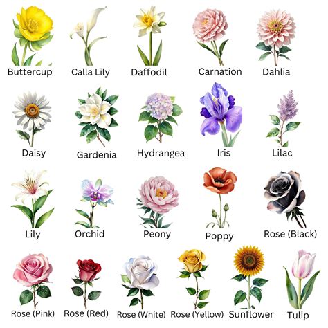 Collage verschiedener Blumen mit ihren jeweiligen Symbolbedeutungen.