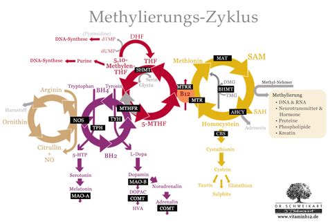 Schema des Methylierungszyklus mit den Schlüsselmolekülen und Nährstoffen