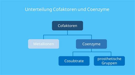 Detailansicht des Methylierungszyklus mit den involvierten Enzymen und Cofaktoren