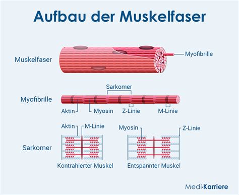 Schema des menschlichen Muskels mit Muskelfasern, Bündeln und Muskelfaszie.