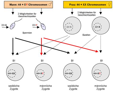 Schema der Chromosomenfusion bei der Befruchtung