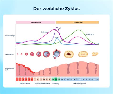 Grafische Darstellung der Veränderung des Zervixschleims im Verlauf des Zyklus, mit Hervorhebung der fruchtbaren Phase.