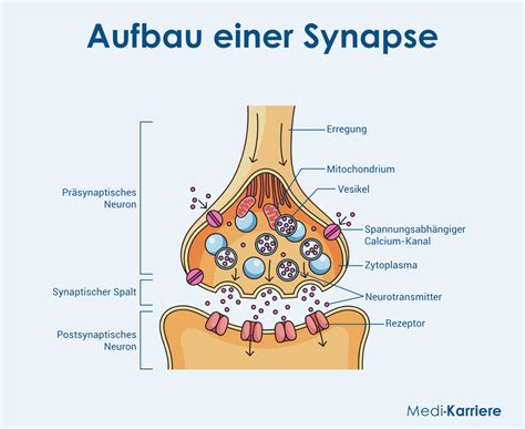 Eine schematische Darstellung des neuen Inhalationssystems, das die Atemzug-getriggerte Medikamentenabgabe bei Frühgeborenen zeigt.