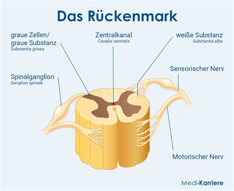Schema der Wirbelsäule mit Hervorhebung des Rückenmarks und möglicher Druckstellen durch Bandscheibenvorfall oder Tumor