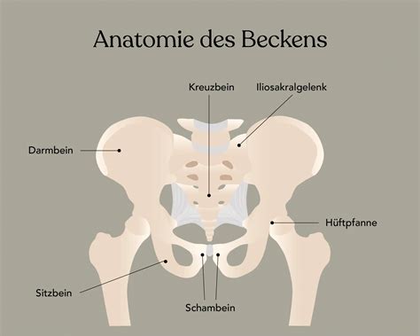 Schemazeichnung des weiblichen Beckens mit einem Babykopf, der sich im Becken befindet