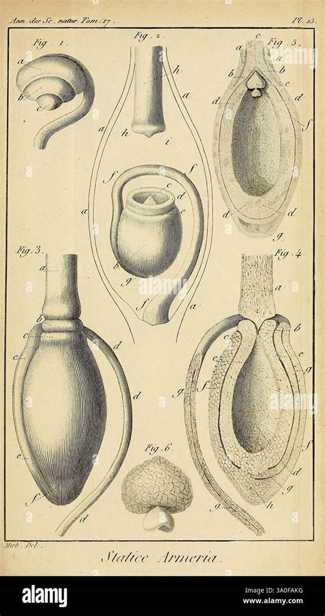 Illustration, die die anatomischen Bereiche der Vulva zeigt