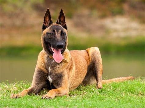 Ein Malinois-Hund mit typischer Fellfarbe und schwarzer Maske