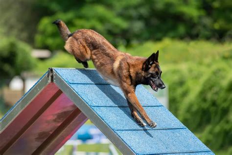 Infografik: Monatliche Kosten für die Haltung eines Malinois