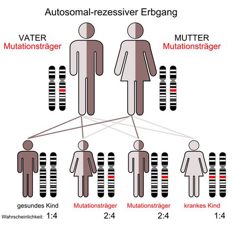 Schematische Darstellung des rezessiven Erbgangs der Mukoviszidose mit den möglichen Konstellationen bei der Vererbung von Genkopien.