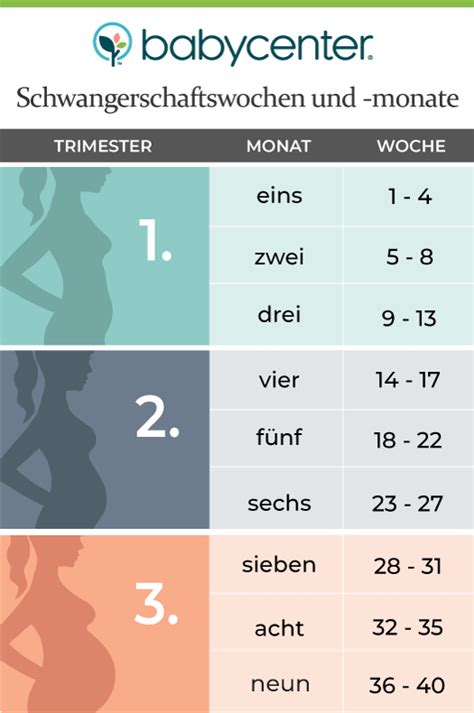 Schematische Darstellung der Schwangerschaftswochen und Trimester