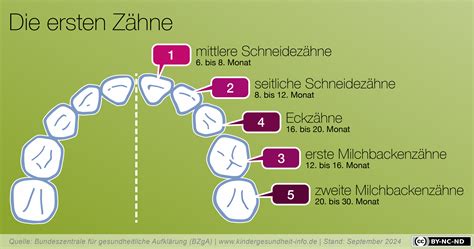 Schema der Zahnentwicklung von Milchzähnen zu bleibenden Zähnen