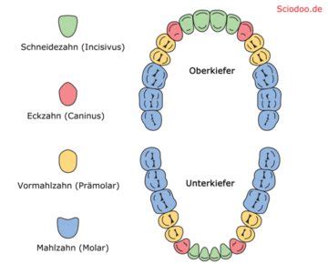 Schema des Gebisses eines Wildschweins mit Beschriftung der Zahnarten.