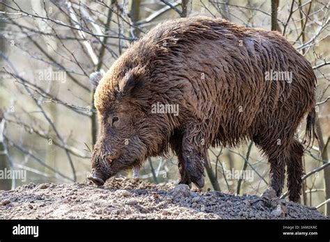 Wildschwein auf der Suche nach Nahrung in einer städtischen Umgebung.