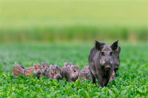 Eine Rotte Wildschweine, bestehend aus Bachen und Frischlingen, bei der Nahrungssuche.