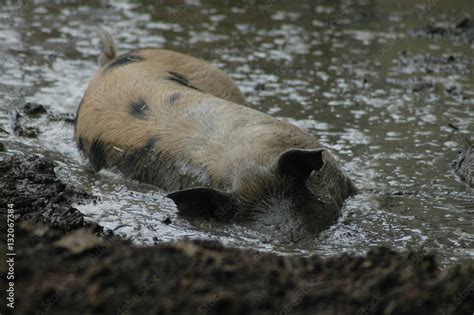 Eine Wildschweinrotte suhlt sich in einem Schlammloch.
