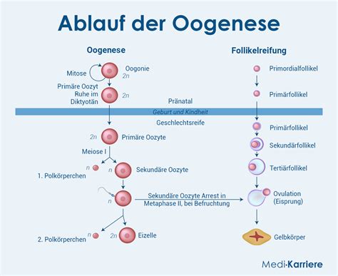 Schema der Oogenese und der Eizellreifung