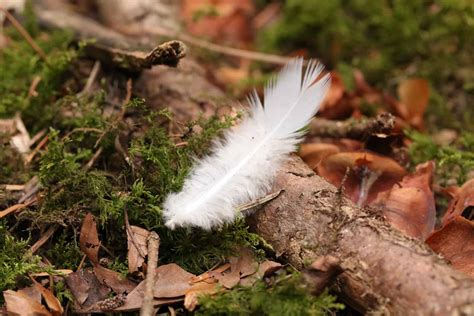 eine Feder, die sanft zu Boden schwebt, als Symbol für einen sanften Übergang