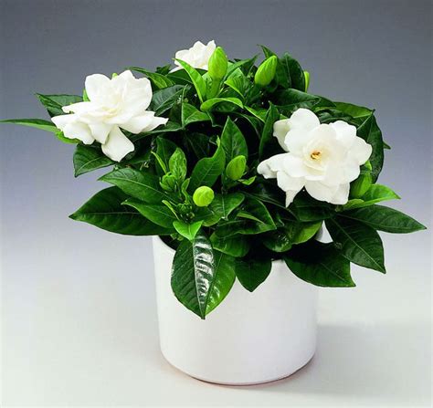Übersicht einer blühenden Gardenia jasminoides im Topf