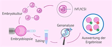 Schema der Probenaufbereitung für genetische Analysen von Abortmaterial