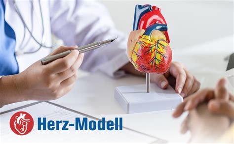 Herzmodell mit Hervorhebung des rechten Ventrikels, betroffen bei ARVC