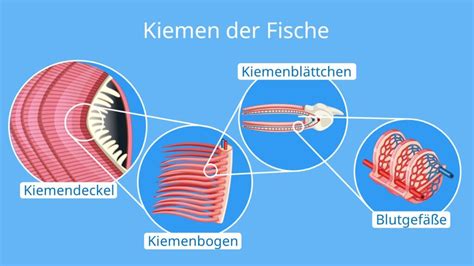 Schema der Kiemenbögen und davon abgeleiteten Organe, betroffen beim DiGeorge-Syndrom