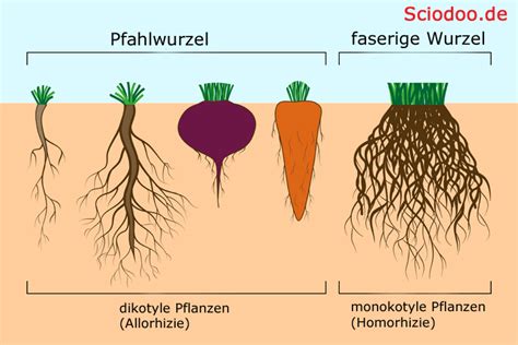 Schema des Pfirsichbaums 'Red Haven' mit Darstellung von Wurzeln, Stamm, Blättern, Blüten und Früchten.