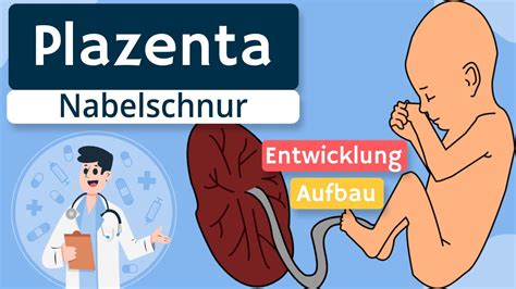 Schema der Plazentaablösung und des Uteruskontraktion nach der Geburt