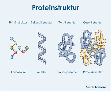Schema zur Funktion von Protein S als Kofaktor für Protein C bei der Gerinnungshemmung.