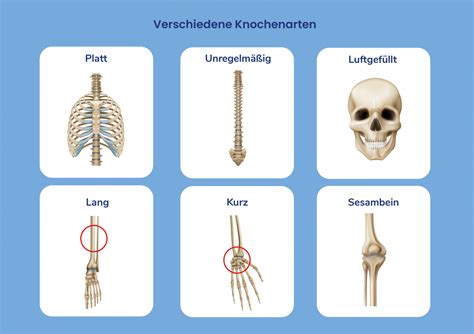 Verschiedene Arten von Einwegtellern und -schalen für unterschiedliche Speisen