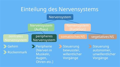 Schema des Gehirns und des Nervensystems eines Babys