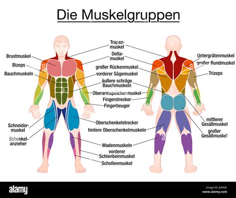 Grafik, die verschiedene Muskelgruppen im Bein zeigt