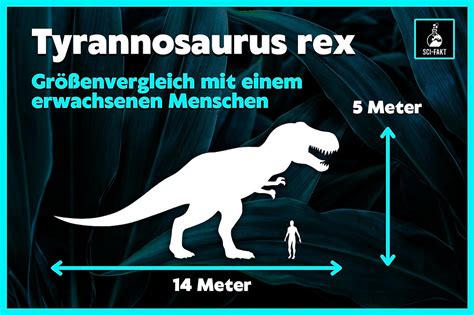 Schema der anatomischen Form eines Frühschnullers im Vergleich zu einem Standard-Schnuller