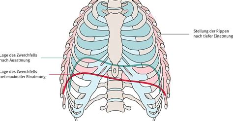 Grafik, die die Entwicklung von Muskeln und Lunge durch Schwimmen zeigt