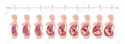Infografik mit den verschiedenen Phasen der Schwangerschaft und der Rolle der Hebamme in jeder Phase.
