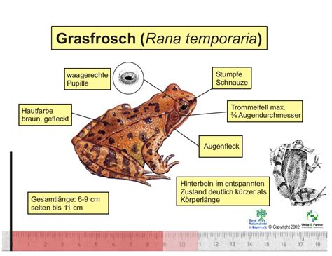 Schemazeichnung eines Grasfrosches mit Hervorhebung der charakteristischen Merkmale wie Schläfenfleck und Rückendrüsenleisten.