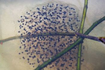 Luftaufnahme eines Laichgewässers mit sichtbaren Laichballen auf der Wasseroberfläche.