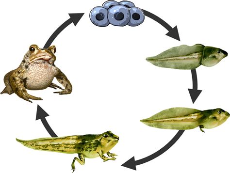 Schemazeichnung einer Kaulquappe mit Hervorhebung des Schwanzes und der Flossensäume. Daneben eine Illustration der Metamorphose.